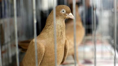 Hindistan, ‘Çin casusu’ olmakla suçladığı güvercini sekiz ay sonra doğaya saldı
